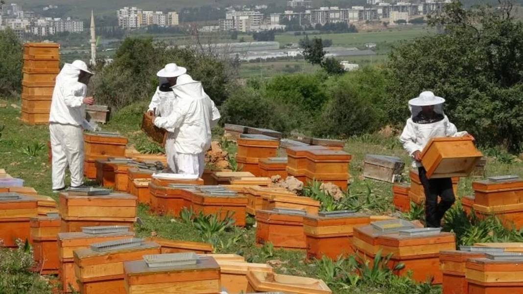 Altına kafa tutuyor: Mersinde hasadı başladı! Kilosu 1000 liradan satılıyor 4